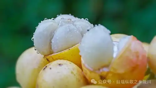  木奶果熟了,邀您共赴甜蜜之约