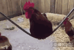  搞笑图片,假如我对你这样你怎么对我呢