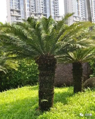 散文孙殿镔两株铁树 散文孙殿镔两株铁树