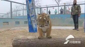  66秒丨德州半岁虎妞萌翻饲养员一天不见它就想得慌