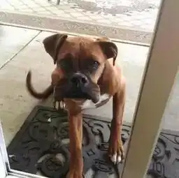 狗狗的搞笑图片二哈