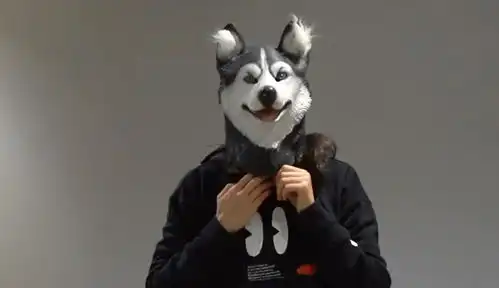 主人想要恶搞柴犬,就假扮成哈士奇,结果被狗子痛扁一顿  主人想要恶搞柴犬,就假扮成哈士奇,结果被狗子痛扁一顿