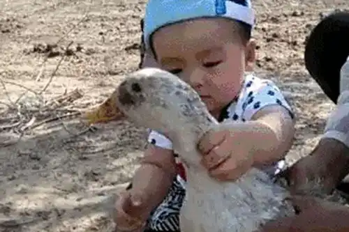 鸭子搞笑图片恶搞