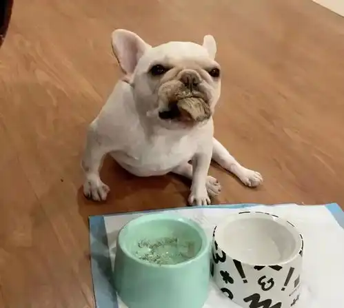  绝了斗牛犬干吃中药粉苦到脸变形,网友爆笑鼻涕泡都出来了