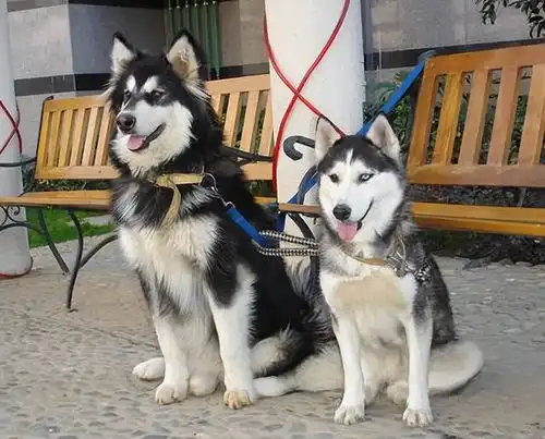  区分这六对相似的犬种,不要再认错狗啦