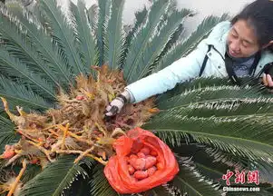  铁树结果似鸟巢凤凰蛋惹人爱