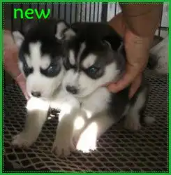  苏州哈士奇犬价格苏州哪里买到纯种家养哈士奇幼犬苏州哪家宠物店狗狗健康便宜