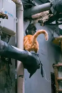 萌猫咪搞笑动态图片寻拍