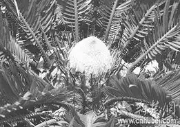 双头铁树开了花 双头铁树开了花