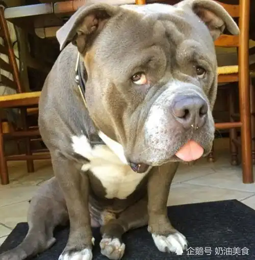 难过搞笑的图片斗牛犬