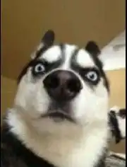  哈士奇搞笑视频