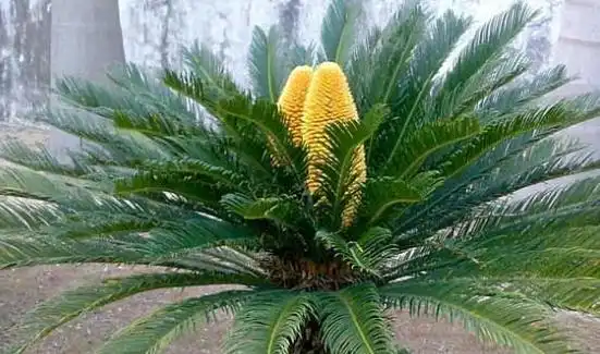  这10种花对健康有益,吸收有害物质杀灭细菌,非常适合在家养