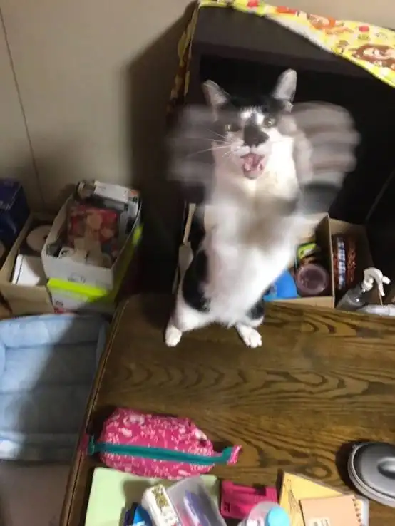 霓虹趣闻岛国最丑猫照大赛表情包你随便做,论颜艺我输过谁  霓虹趣闻岛国最丑猫照大赛表情包你随便做,论颜艺我输过谁