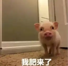 套路表情包一套猪五块钱