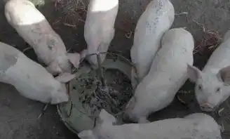  我是如何从xxl号胖子变成s号的瘦子内附方法