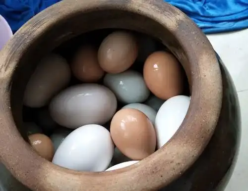  都是鸭蛋,白色青色有啥不一样饲养员区别挺大,弄懂再买不亏