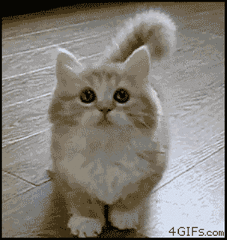 萌猫咪搞笑动态图片萌猫