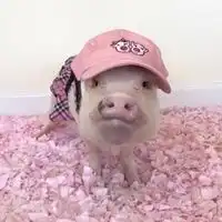 猪图片大全搞笑可爱情侣