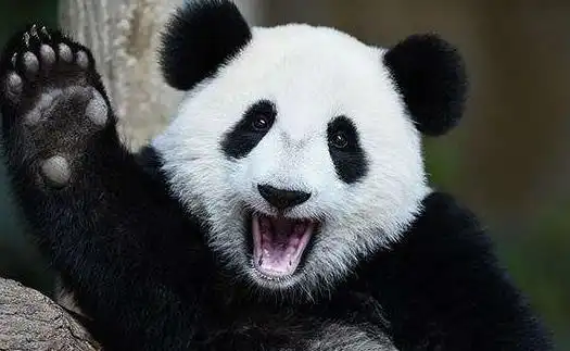  2014年,云南一农民因羊被咬死而枪杀大熊猫,后来怎样了