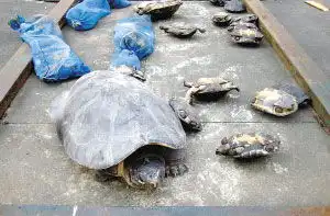  5000余只涉嫌走私野生动物被弃海上