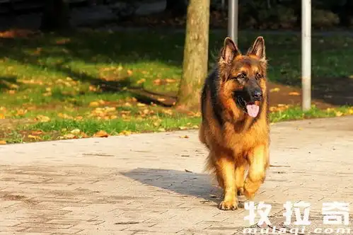  适量运动对狗狗的重要性