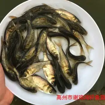  江西九江花鲢鱼苗胖头鱼苗价格江西新余大头鱼苗批发