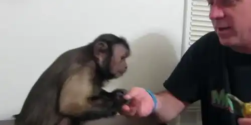 小猴子做错事被主人塞墙角教训,猴子的反应有趣极了  小猴子做错事被主人塞墙角教训,猴子的反应有趣极了