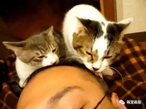  猫咪搞笑图片集锦