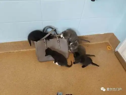  我与猫咪的那些不解之缘....