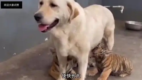  爆笑段子狗子孩子多吃点,快点长大看谁以后还欺负我