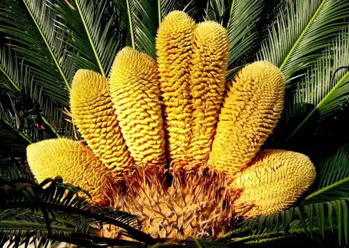  魔力科学小实验,铁树开花十年难遇,纸树开花只需一晚