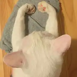 你收藏了哪些有关猫的好看的图片 你收藏了哪些有关猫的好看的图片