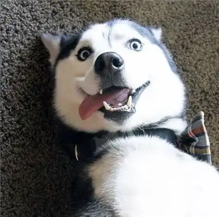  哈士奇和金毛同时生下宝宝,结果它们的生活就全乱了,好搞笑