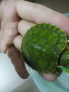  大家快来帮忙看一看,我家的小乌龟是不是裂甲了看图片