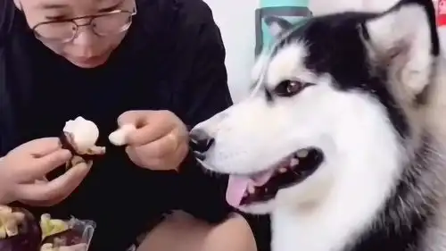  哈士奇不吃主人给它的山竹,却对山竹皮情有独钟,真是太搞笑了