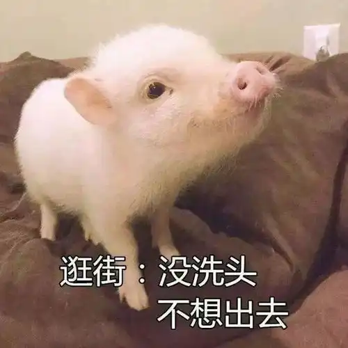 出去玩表情包搞笑图片猪