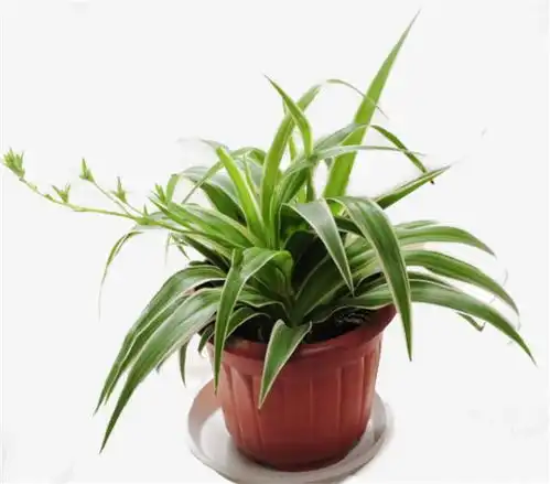 养花,这3种施肥方式不可取,施错了,赶紧换盆换土 养花,这3种施肥方式不可取,施错了,赶紧换盆换土