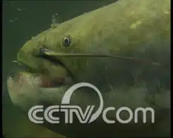  特别的水养出特别的鱼