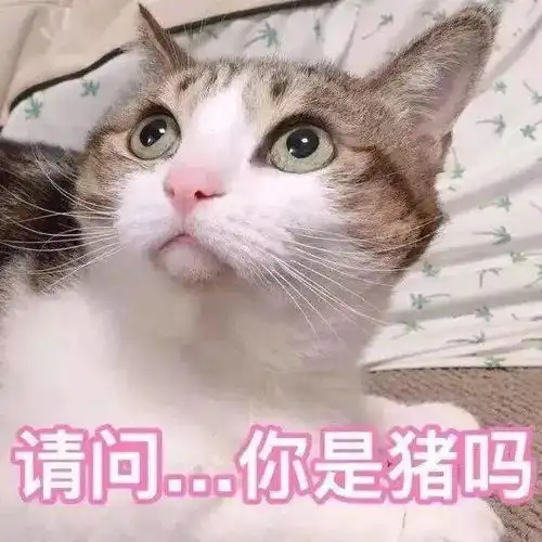 女生养了4个多月的猫发现是公猫,崩溃大哭还我闺女  女生养了4个多月的猫发现是公猫,崩溃大哭还我闺女