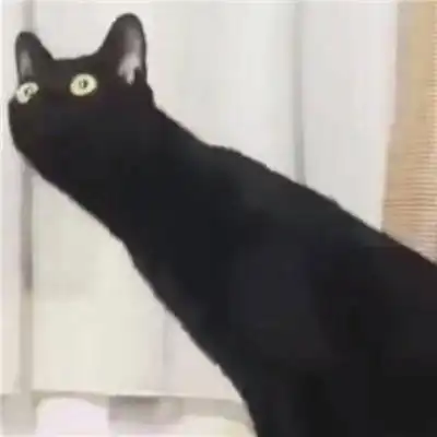 小猫咪头像搞怪