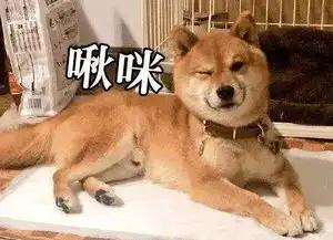 你家的狗狗聪明吗教你判断狗狗智商高低