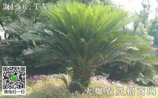 铁树多久才会开花 铁树多久才会开花