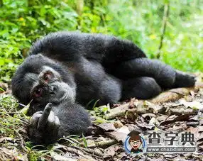 说好的建国以后动物不准成精呢  说好的建国以后动物不准成精呢