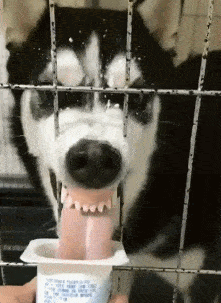 哈士奇动态图片搞笑gif