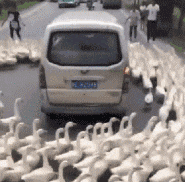  搞笑图片你是怕别人不知道吗