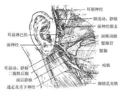  腮腺的毗邻及穿经腮腺的结构人体解剖学中医针灸书籍