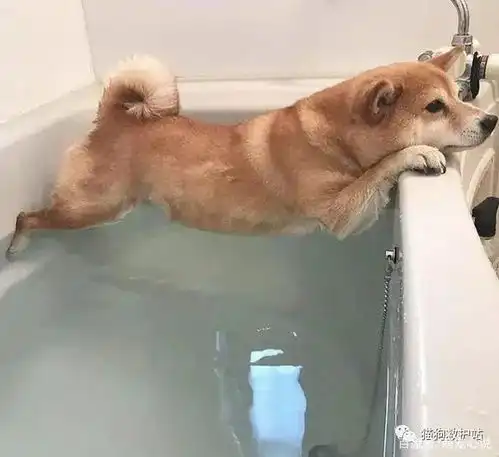  20张狗狗搞笑图片,养狗的人也太幸福了吧,每天身边都有乐子