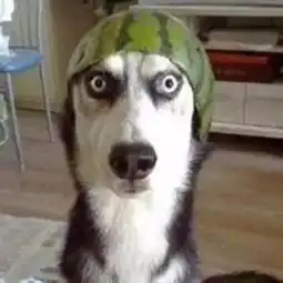  养狗当养哈士奇,别问为什么