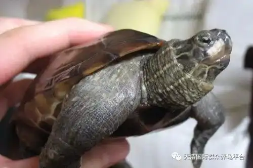  别说山竹疯狂,先看看你的龟龟还健康的活着吗新手学堂台风版