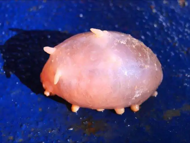  深海里的奇特生物像猪,手指一戳就没命
